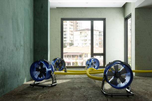 Best Water damage contractors near me  in Chenoa, IL